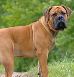 Boerboel from Doglordkennels Services
