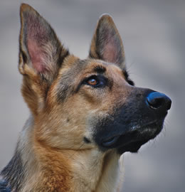 German-Shepherds from Doglordkennels Services