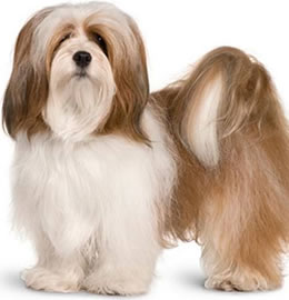 Lhasa Apso from Doglordkennels Services