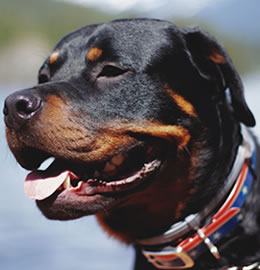 Rottweiler from Doglordkennels Services