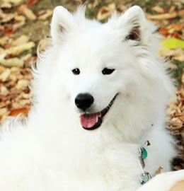 Samoyed from Doglordkennels Services